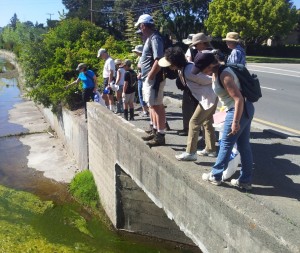 Entering Gallinas Creek Ditch in Terra Linda for Earth Day Hike and Cleanup